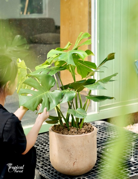 cafe sân vườn Hà Nội