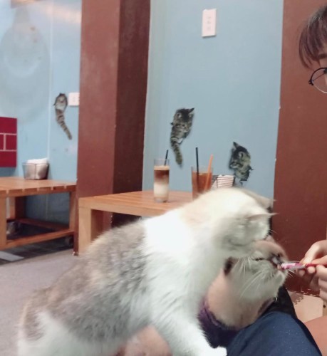 Cafe Mèo Ba Đình