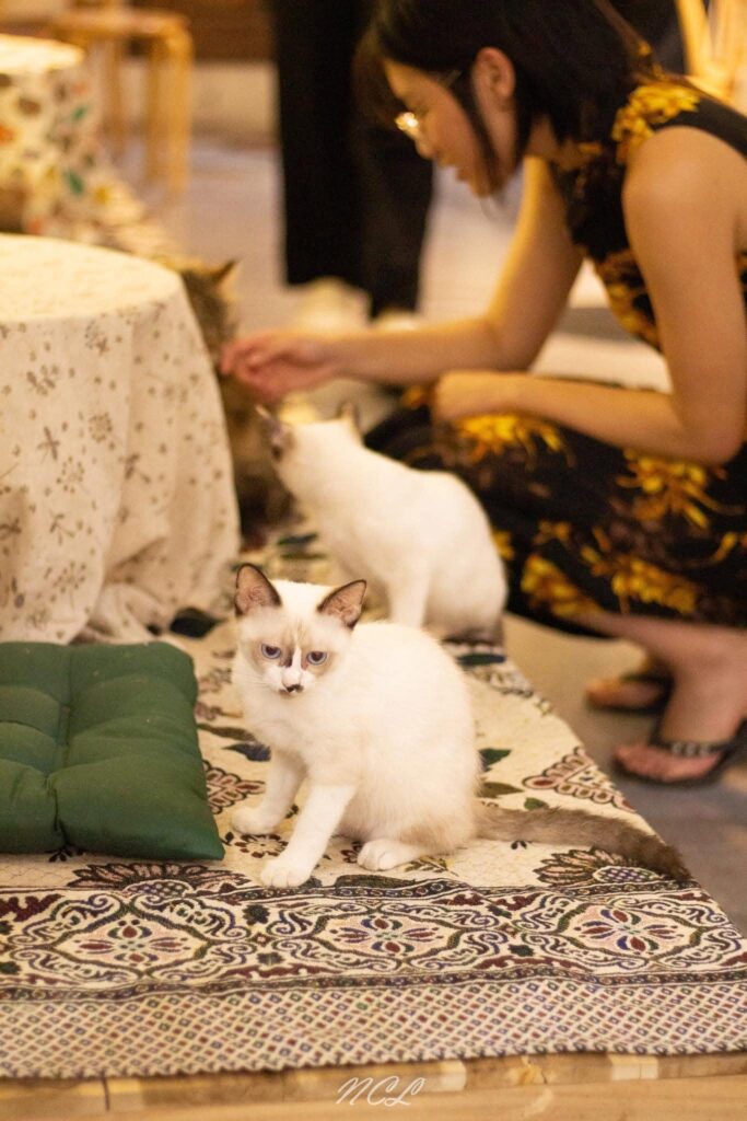 cafe mèo Long Biên